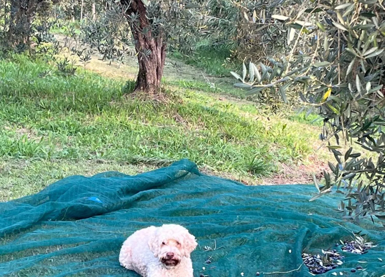 Agriturismo Due Comuni San Gervasio  意大利